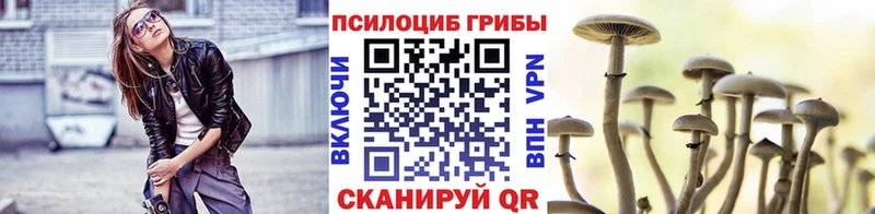 хочу Змеиногорск Галлюциногенные грибы Psilocybe